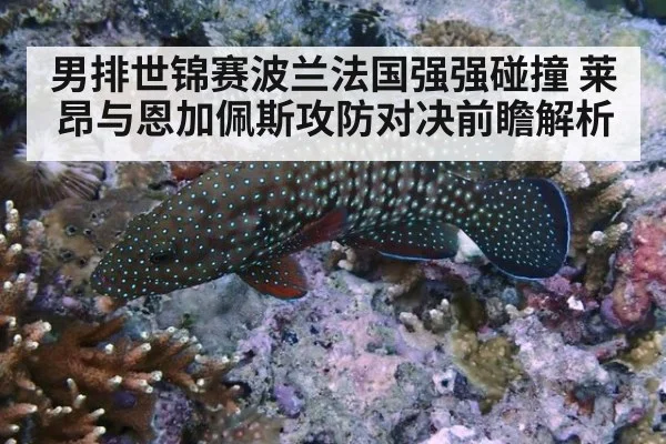 男排世锦赛波兰法国强强碰撞 莱昂与恩加佩斯攻防对决前瞻解析